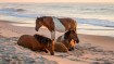 Assateague Island State Park: Your Next Vacation Destination