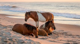 Assateague Island State Park: Your Next Vacation Destination